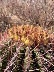 Ferocactus viridescens