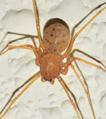 Scytodes univittata