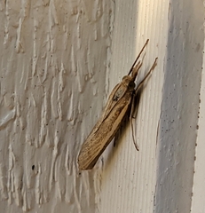 Agriphila tristella