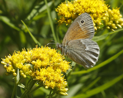 Coenonympha california