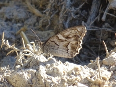 Hipparchia fidia