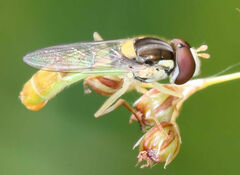 Sphaerophoria contigua