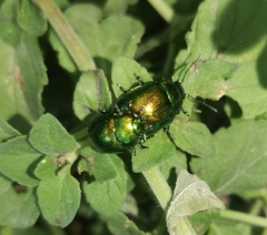 Chrysolina