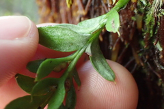 Tmesipteris lanceolata