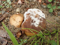 Scleroderma septentrionale