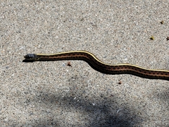 Thamnophis elegans terrestris