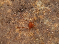 Krateromaspis