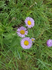 Erigeron speciosus