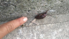 Prionus coriarius