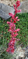 Hesperaloe parviflora