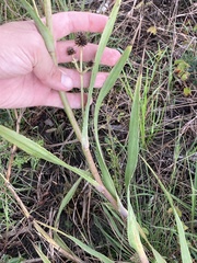 Eryngium yuccifolium