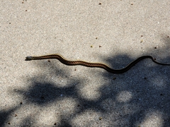 Thamnophis elegans terrestris