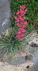 Hesperaloe parviflora