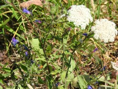 Echium rosulatum