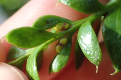 Tmesipteris lanceolata