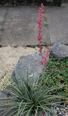 Hesperaloe parviflora