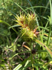 Carex lupulina