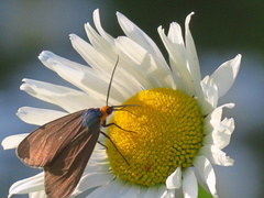 Ctenucha virginica