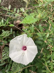 Ipomoea pandurata