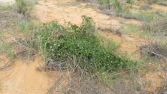 Funastrum cynanchoides