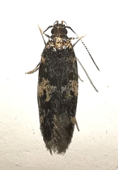 Oegoconiinae
