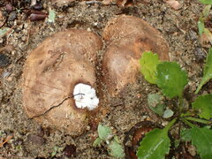 Scleroderma septentrionale