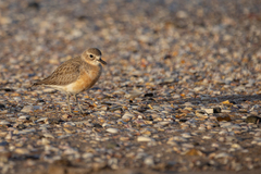 Charadrius obscurus aquilonius