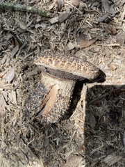 Strobilomyces strobilaceus