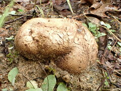 Scleroderma septentrionale