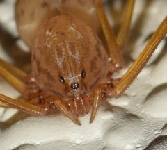 Scytodes univittata