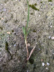 Poa pratensis