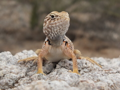 Crotaphytus nebrius