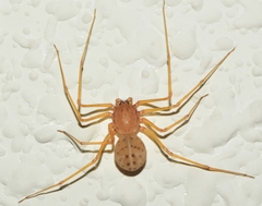 Scytodes univittata