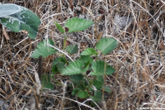 Tragia urticifolia