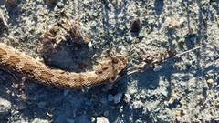 Crotalus