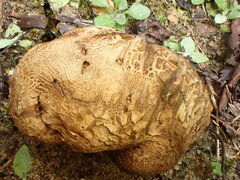 Scleroderma septentrionale