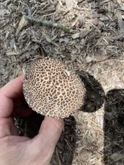 Strobilomyces strobilaceus