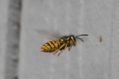 Vespula pensylvanica