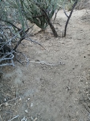 Crotalus ruber lucasensis