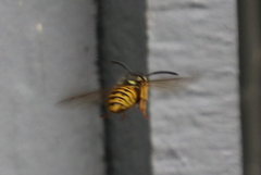 Vespula pensylvanica