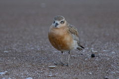 Charadrius obscurus aquilonius