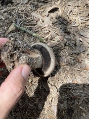 Strobilomyces strobilaceus