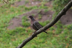 Patagioenas picazuro