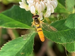 Sphaerophoria contigua