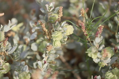 Atriplex vesicaria