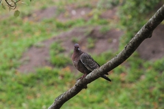 Patagioenas picazuro