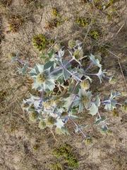 Eryngium maritimum