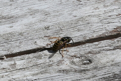 Vespula atropilosa