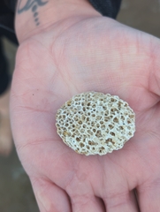 Clathria prolifera
