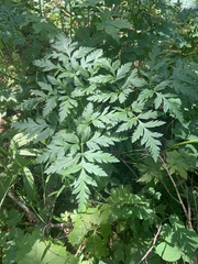 Ligusticum canbyi